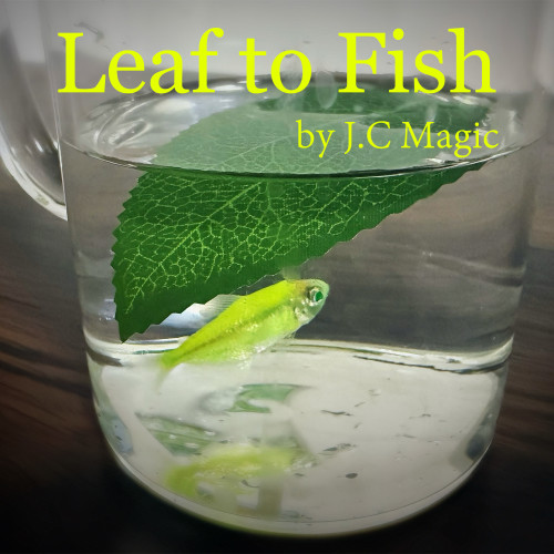 Leaf to Fish by J.C Magic