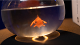 * Fishbowl Production by Murphy's Magic