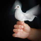 Electronic Bionic Dove 2.0 by J.C Magic