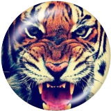 20MM Animal design  Print glass snaps buttons