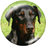 20MM dog Print glass snaps buttons