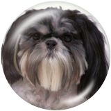 20MM dog Print glass snaps buttons