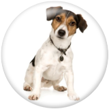 20MM dog Print glass snaps buttons