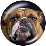 20MM dog Print glass snaps buttons