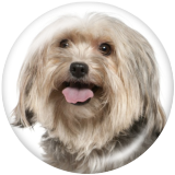 20MM dog Print glass snaps buttons