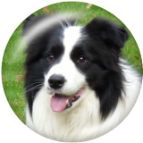 20MM dog Print glass snaps buttons