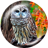 20MM owl Print glass snaps buttons
