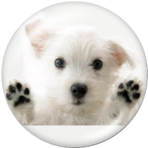 20MM dog Print glass snaps buttons