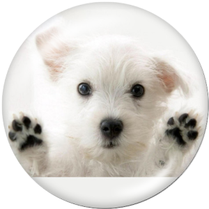 20MM dog Print glass snaps buttons