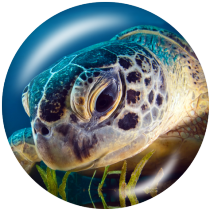 20MM Beach Ocean   sea turtle Print glass snaps buttons