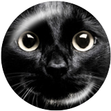 20MM cat  Print glass snaps buttons