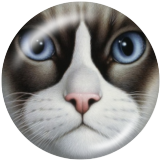 20MM cat  Print glass snaps buttons