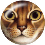 20MM cat  Print glass snaps buttons