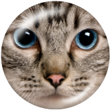 20MM cat  Print glass snaps buttons