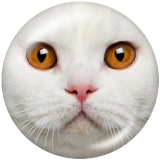 20MM cat  Print glass snaps buttons