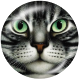 20MM cat  Print glass snaps buttons