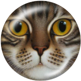 20MM cat  Print glass snaps buttons