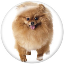 20MM dog Print glass snaps buttons