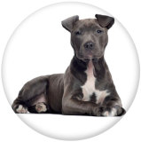 20MM dog Print glass snaps buttons