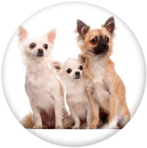 20MM dog Print glass snaps buttons