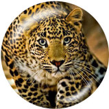 20MM  tiger Print glass snaps buttons