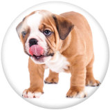 20MM dog Print glass snaps buttons