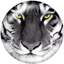 20MM  tiger Print glass snaps buttons