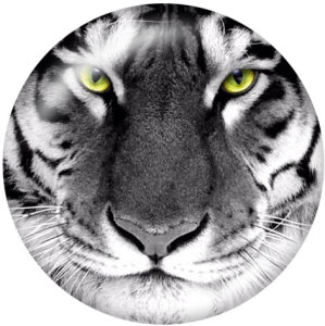 20MM  tiger Print glass snaps buttons