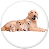 20MM dog Print glass snaps buttons