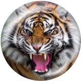 20MM  tiger Print glass snaps buttons