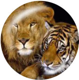 20MM  tiger Print glass snaps buttons