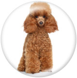20MM dog Print glass snaps buttons