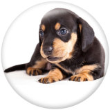 20MM dog Print glass snaps buttons