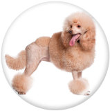 20MM dog Print glass snaps buttons