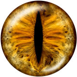 20MM eyes Print glass snaps buttons