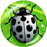 20MM Ladybug Print glass snaps buttons