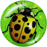 20MM Ladybug Print glass snaps buttons