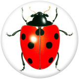 20MM Ladybug Print glass snaps buttons