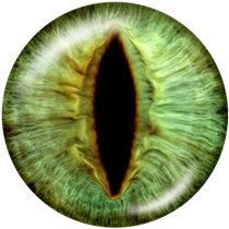 20MM eyes Print glass snaps buttons