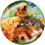 20MM animal Print glass snaps buttons