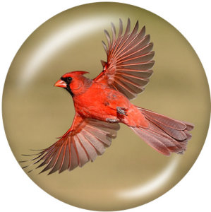 20MM  bird  Print glass snaps buttons