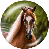 20MM horse   Print glass snaps buttons