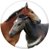 20MM horse   Print glass snaps buttons