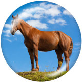 20MM horse   Print glass snaps buttons