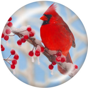 20MM  bird  Print glass snaps buttons