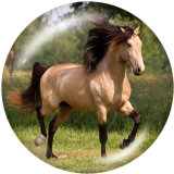 20MM horse   Print glass snaps buttons