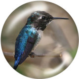 20MM  bird  Print glass snaps buttons