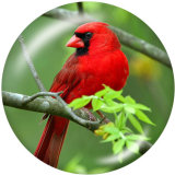 20MM  bird  Print glass snaps buttons