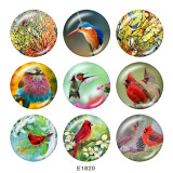20MM  Hummingbird   Print  glass snaps buttons