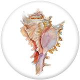 20MM Shell   Print  glass snaps buttons Beach Ocean